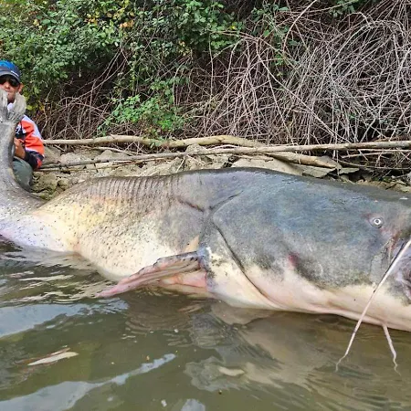 Caravan La Vida Rustica * Maella