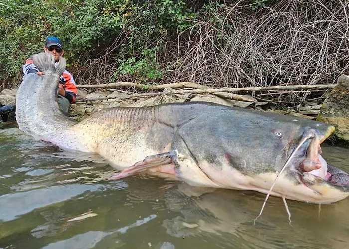 Caravan La Vida Rustica * Maella